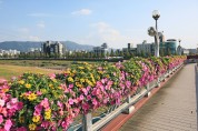【포토뉴스】보령시, 도심지에 코로나블루 극복 꽃다리 설치