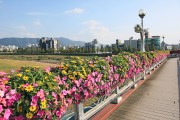 【포토뉴스】보령시, 도심지에 코로나블루 극복 꽃다리 설치