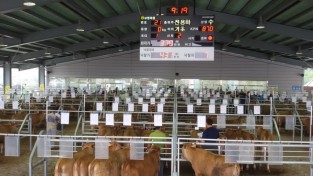 보령 가축경매시장, 지난 4년간 30억 원의 축산농가 추가 소득 도모