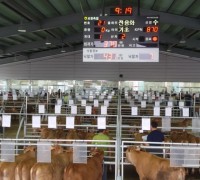 보령 가축경매시장, 지난 4년간 30억 원의 축산농가 추가 소득 도모